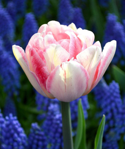 Cebulki kwiatowe- Tulipan pełny 'Foxtrot'