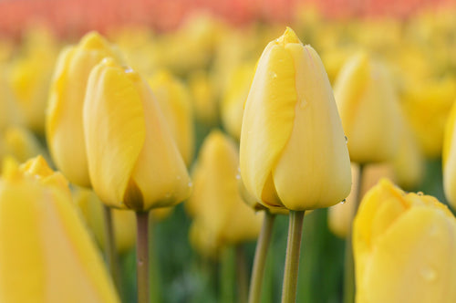 Żółte Tulipany Darwina