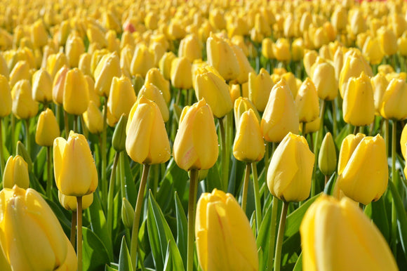 Cebulki tulipanów Golden Parade