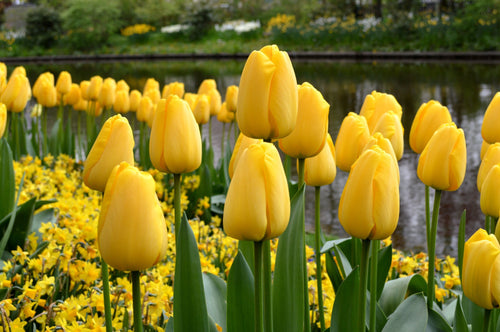 Tulipan 'Golden Parade' Cebulki