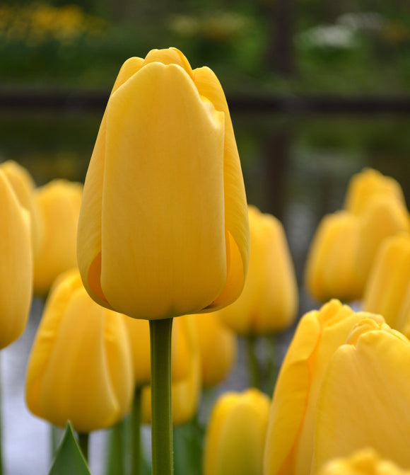 Tulipan 'Golden Parade' | Gigantyczne żółte tulipany