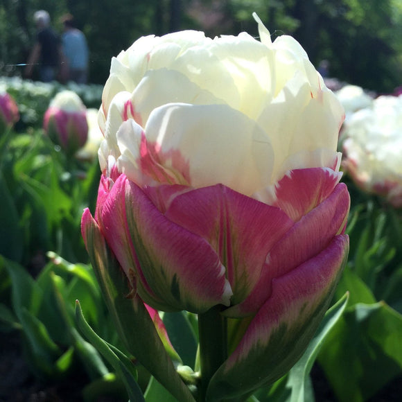 Kup cebulki kwiatowe tulipanów z lodami z dostawą w Polsce