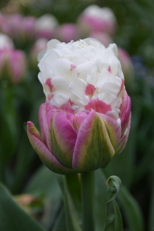 Cebulki Tulip „Ice Cream”