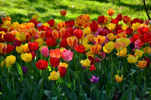 Cebulki tulipanów