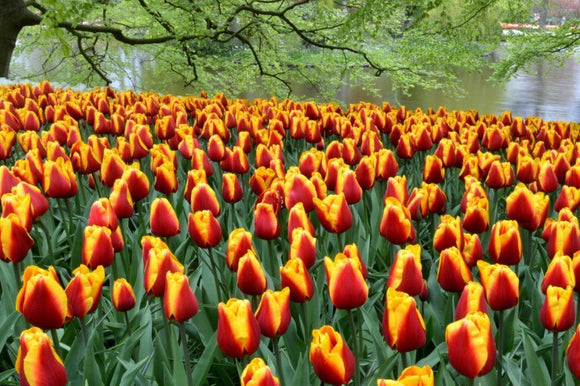 Tulipan 'Dow Jones' | Zamów cebulki od DutchGrown™