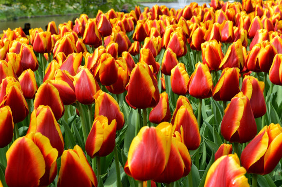 Cebulki kwiatowe tulipanów Dow Jones