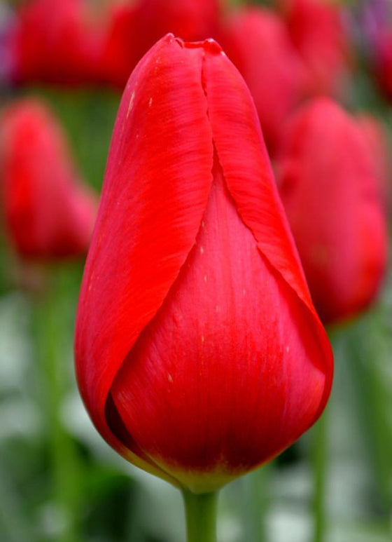 Cebulki Kwiatowe Tulipanów Kingsblood - Dostawa Polska