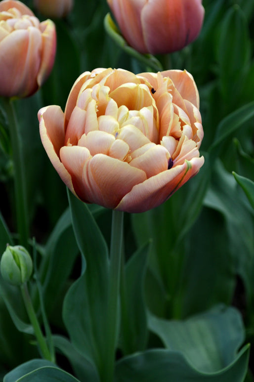 Kup Tulipan 'La Belle Epoque' | DutchGrown™ | Najwyższa Jakość!