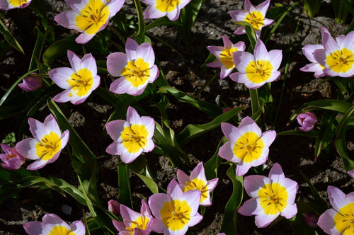 Tulipan botaniczny - Lilac Wonder