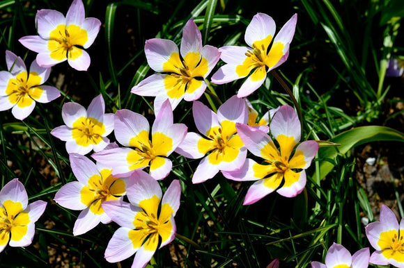 Tulipan Bakera 'Lilac Wonder' = Tulipan skalny 'Lilac Wonder 