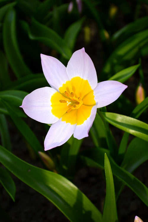 Tulipan Lilac Wonder