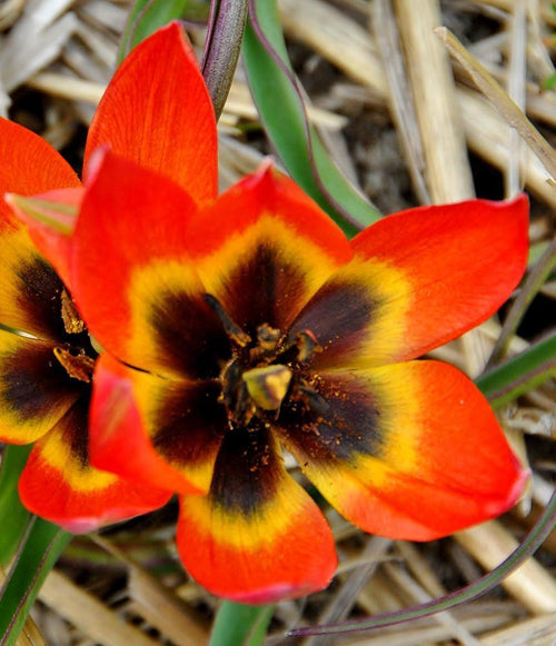 Tulipan botaniczny Little Princess - pomarańczowy 