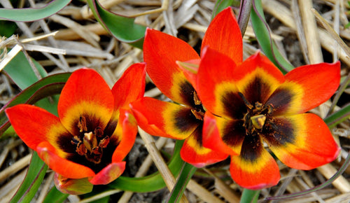 Tulipan botaniczny 'Little Princess'