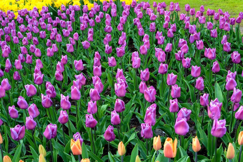 Tulipan 'Magic Lavender' | lawendowy kolor
