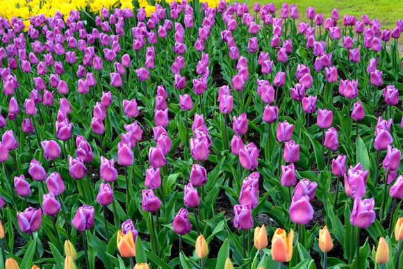 Tulipan 'Magic Lavender' | lawendowy kolor