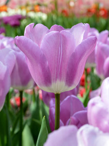 Tulipan Magic Lavender