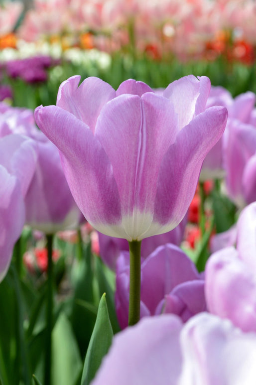 Kup Tulipan 'Magic Lavender' | DutchGrown™