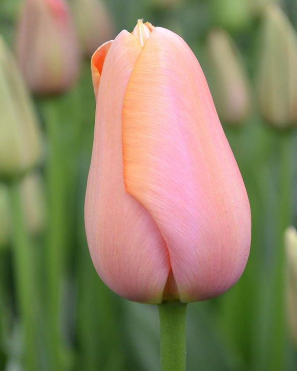Kup Tulipan Menton z Holandii