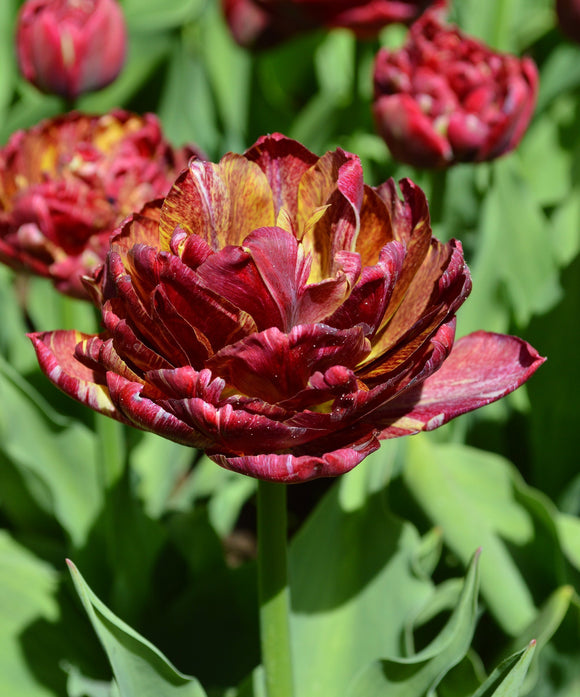 Kup Tulipan Tulip-Nachtwacht z Holandii - DutchGrown