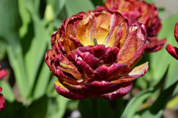 Kup Tulipan Tulip-Nachtwacht z Holandii - DutchGrown