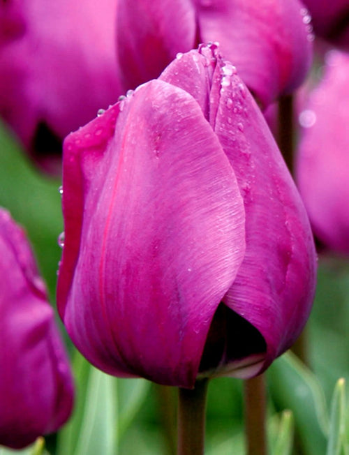 Kup Tulipan Negrita z Holandii - DutchGrown
