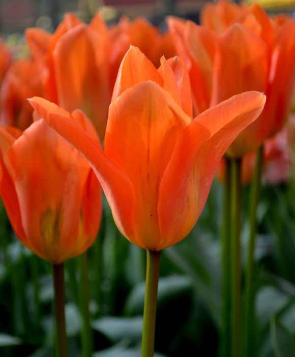 Tulipan Orange Emperor