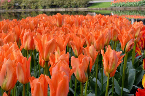 Tulipan Orange Emperor Tulipan z Holandii