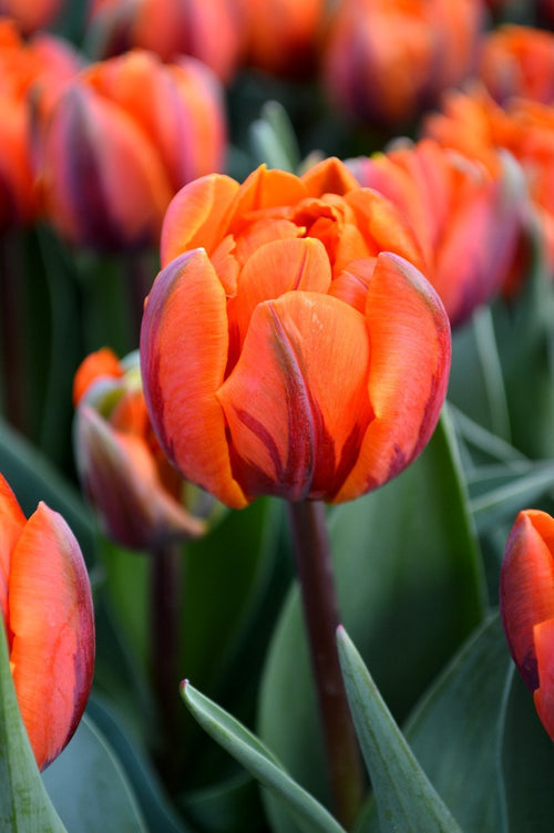 Tulipan Orange Princess