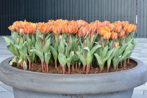  Tulipan z Holandii