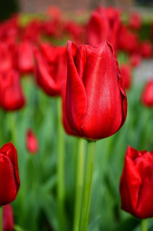 Tulipan 'Red Power'