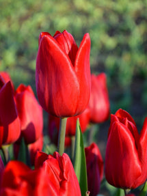 Tulipan Red Power