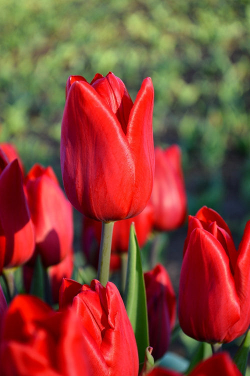 Tulipan 'Red Power' | Czerwone tulipany