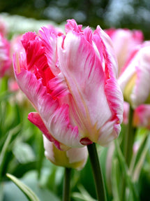 Tulipan Parrot Pink Vision