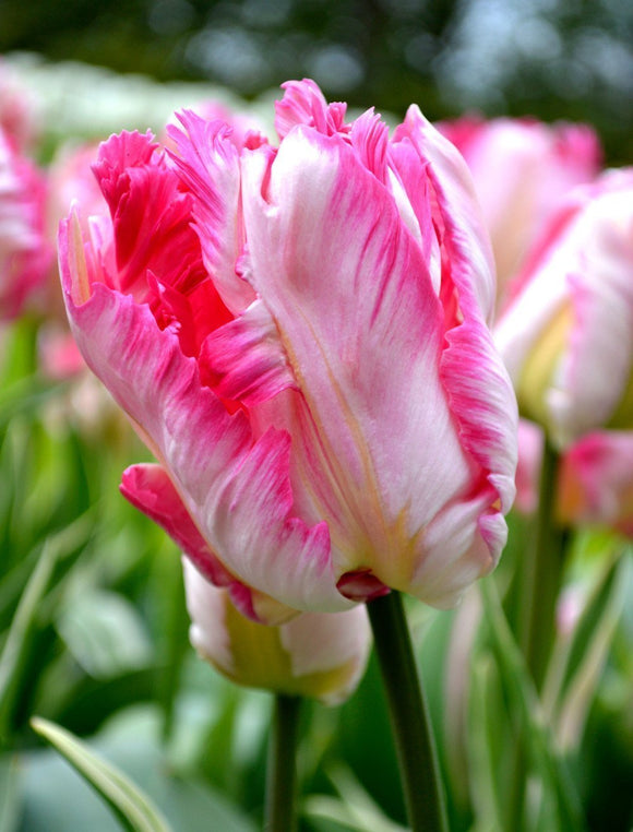 Tulipan Parrot Pink Vision