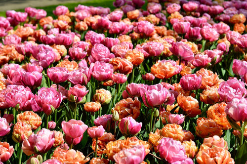 Cebulki tulipanów