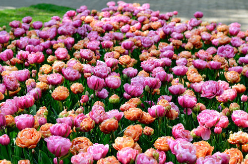 Kup Cebulki Tulipanów z Holandii z dostawą do Polski