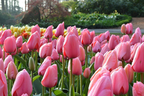 Tulip Pink Impression UK Delivery