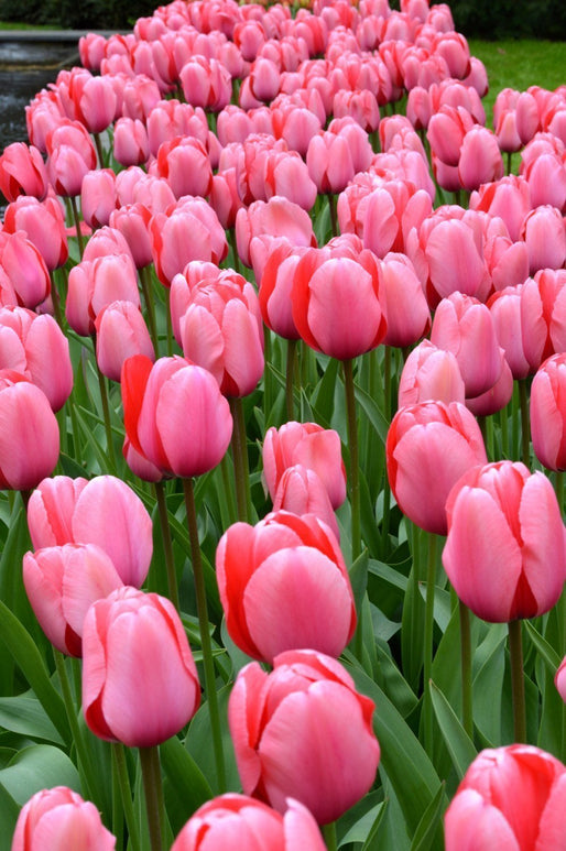 Darwin Tulip Bulbs Pink Impression UK Delivery