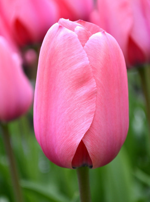 Tulip Bulbs Pink Impression
