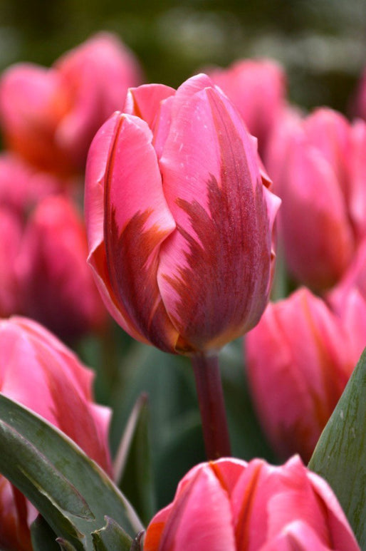 Tulipan 'Pretty Princess'