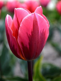 Tulipan Pretty Princess