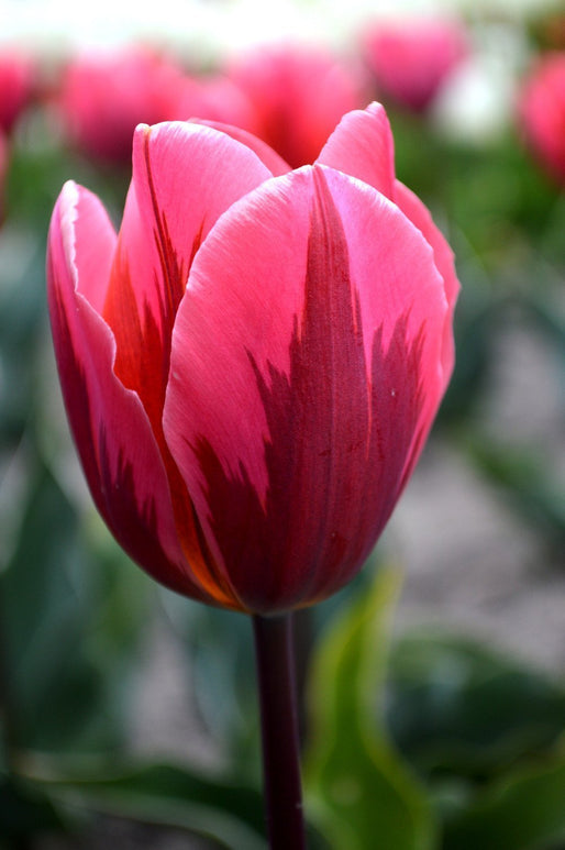 Tulipan Triumph Dwukolorowy 'Pretty Princess'