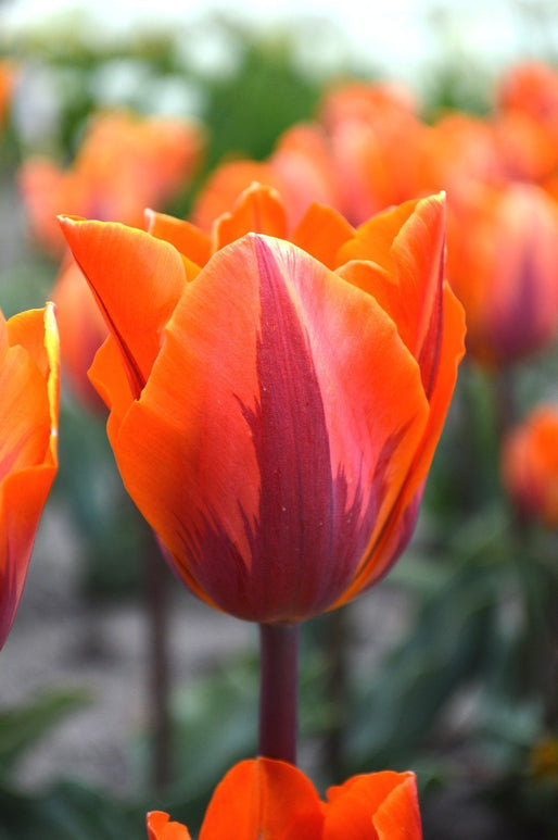 Tulipan Triumph 'Princess Irene' 