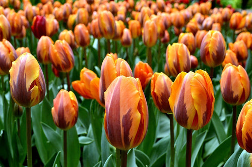 Heirloom Tulipan Cebulki Księżniczka Irene Pomarańczowe