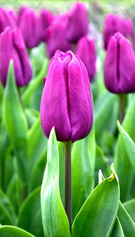 Tulipan Triumph 'Purple Prince'