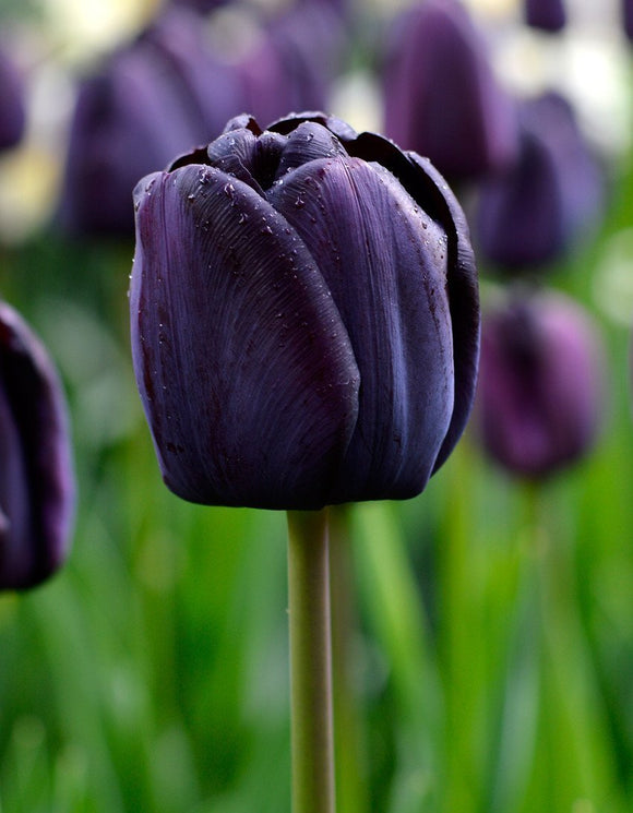 Tulip Queen of Night - The Black Tulip