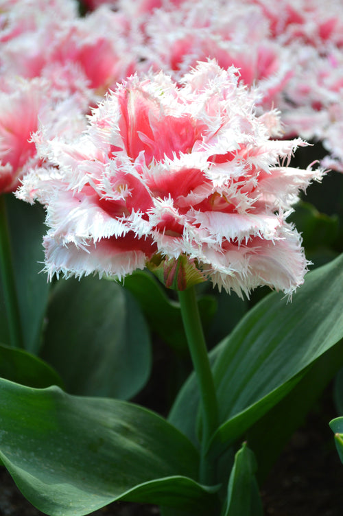Kup cebulki tulipanów Queensland