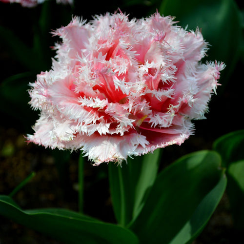 Tulipan Queensland