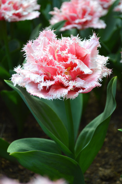 Cebulki kwiatów tulipanów Queensland
