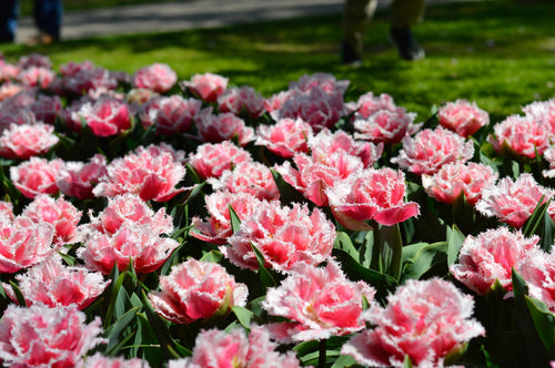 cebulki kwiatowe tulipanów queensland